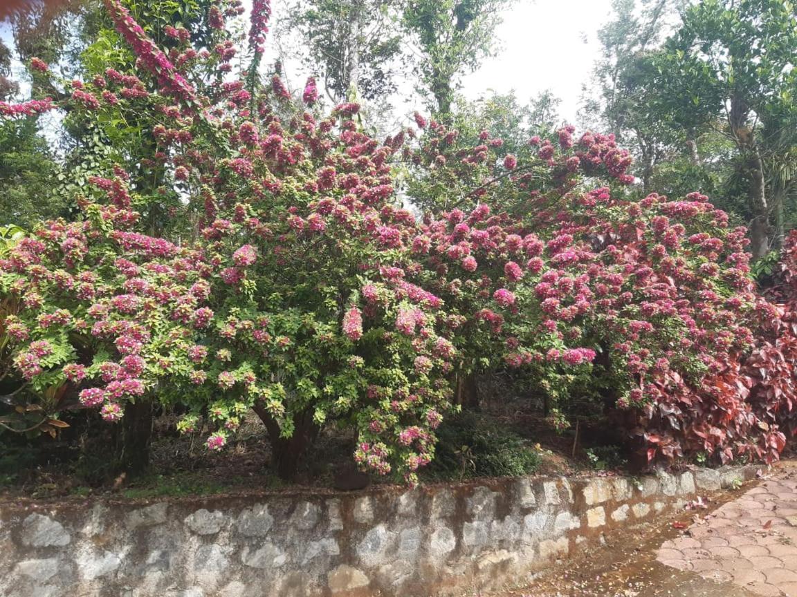 Athena Homestay Somvarpet Ngoại thất bức ảnh